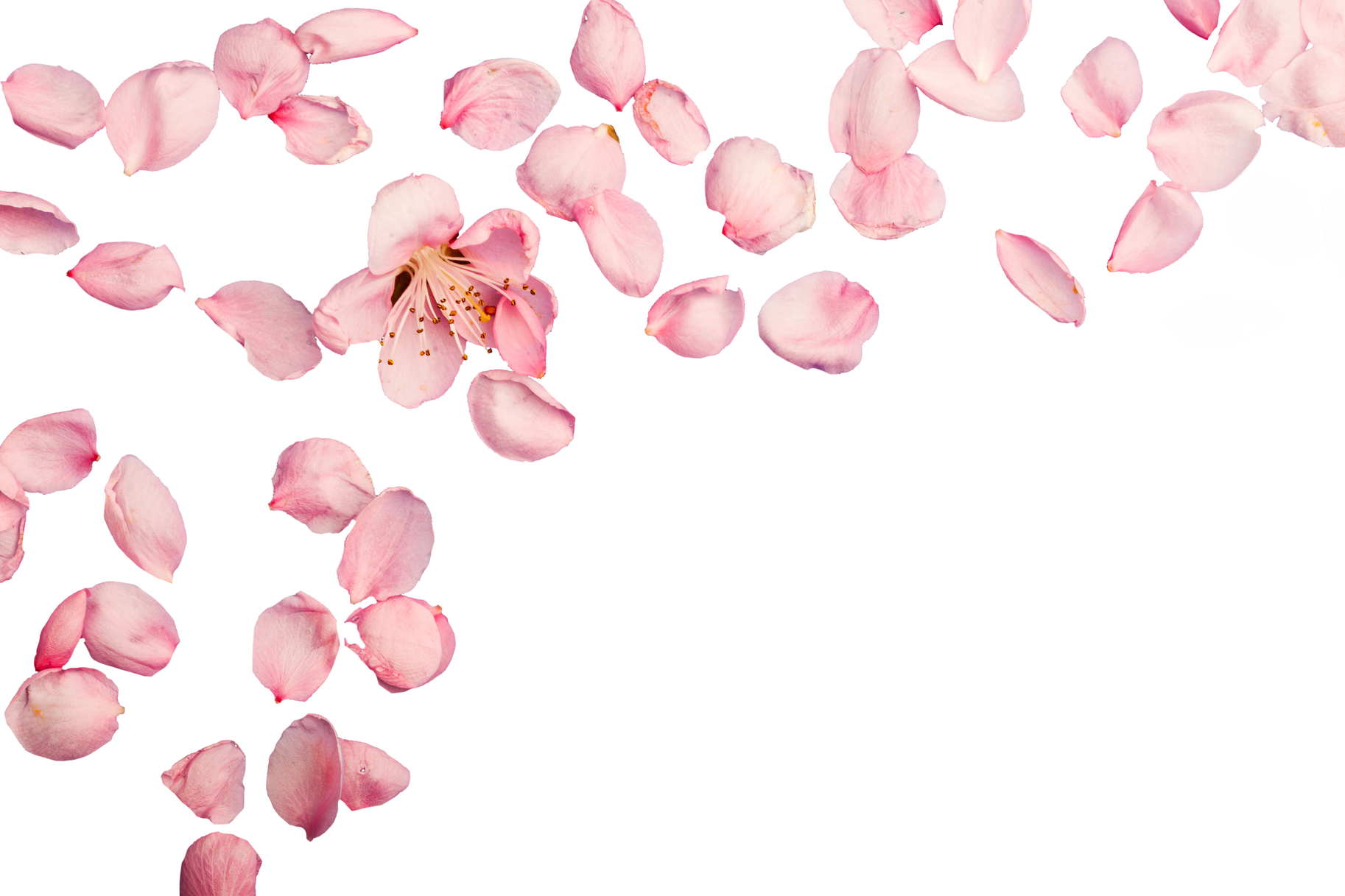 Pink Flower Background 