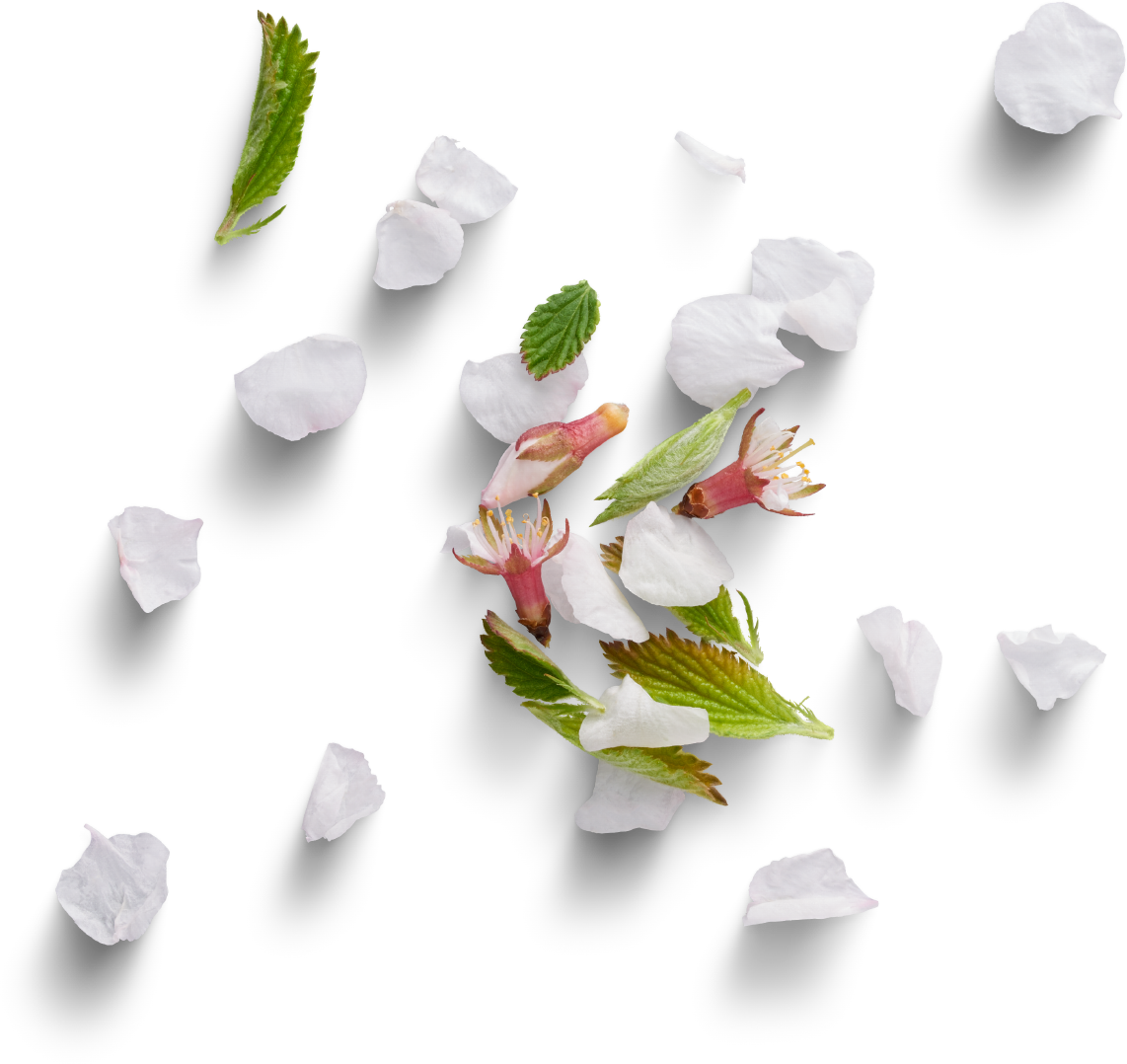 Petales de fleurs de pommier